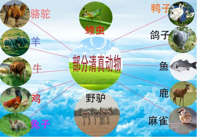 如何申请Halal认证？Halal认证要求及注意事项全面解析(图2)