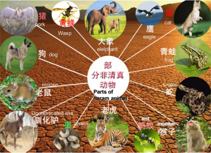 如何申请Halal认证？Halal认证要求及注意事项全面解析(图3)